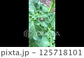 Bug is on a leaf of a plant 125718101