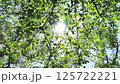 爽やかな新緑の森と木漏れ日 125722221