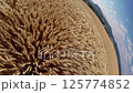 Golden wheat field wind wave 125774852