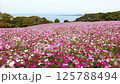 満開のコスモス（福岡市のこのしまアイランドパーク） 125788494