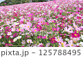 満開のコスモス（福岡市のこのしまアイランドパー 125788495