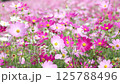 満開のコスモス（福岡市のこのしまアイランドパー 125788496