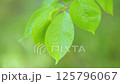 風に揺れる木の葉 125796067