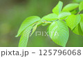 風に揺れる木の葉 125796068