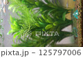 水槽の中の水草 125797006