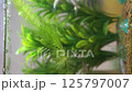水の中を漂う水草とメダカたち 125797007
