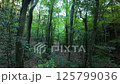 In the forest - Video material-003 125799036