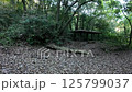 In the forest - Video material-004 125799037