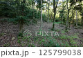In the forest - Video material-005 125799038