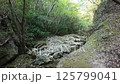 In the forest - Video material-008 125799041