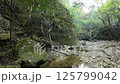 In the forest - Video material-009 125799042