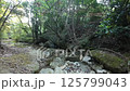 In the forest - Video material-010 125799043