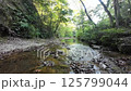 In the forest - Video material-011 125799044