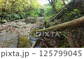 In the forest - Video material-012 125799045
