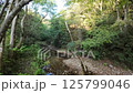 In the forest - Video material-013 125799046
