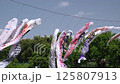 Carp streamers (Minamiasakawa, Hachioji City) 125807913