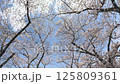 桜のトンネルと青空を見上げて歩く 125809361