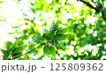 そよ風に揺らぐ新緑 125809362