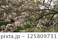 Cherry blossom petals slowly fall 125809731