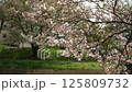 Cherry blossom petals slowly fall 125809732