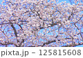 満開の公園の桜と青空 125815608