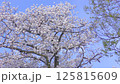 満開の公園の桜と青空 125815609