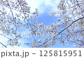 満開の桜を見上げる 125815951