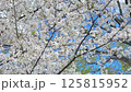 風に揺れる満開の桜 125815952