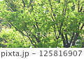 4月の風に揺れる新緑のケヤキの葉と枝 125816907
