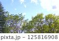 そよ風に揺れるケヤキの新緑と午後の光 125816908