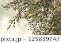 Branches of a blossoming apple tree against the backdrop of a gloomy sky, a spring wind blows 125839747