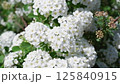 Spiraea Cantonica is a plant with white flowers. An inflorescence with white flowers on a sunny day, close-up, moves in the wind. 125840915