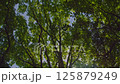 ケヤキの大木を見上げた上空の葉の揺らめきと木漏れ日の風景 125879249