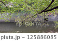 新緑と流れる目黒川 125886085