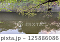 新緑と流れる目黒川 125886086