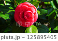 The coming of spring, camellia, large red maiden 125895405