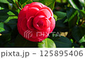 The coming of spring, camellia, large red maiden 125895406
