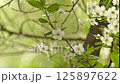 The branches of a blossoming cherry tree are swayed by the wind 125897622