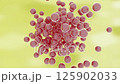 球菌繁殖影像 125902033