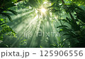 Sunlight beams shine through lush jungle canopy in early morning 125906556