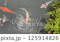 錦鯉在池塘裡自由遊動 錦鯉在池塘裡自由遊動 125914826