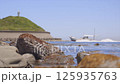 漁師の船が港に帰ってきた。夏のイメージは海の風が心地よい 125935763