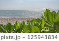 Tropical beach and sea in sunny day 125943834