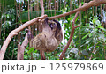 A sloth trying hard to climb a tree 125979869