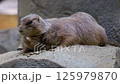 Two prairie dogs eating while fighting over food 125979870