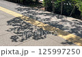 歩道に落ちる木陰 125997250