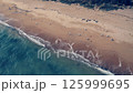 Aerial view of seagulls on the seashore. 125999695