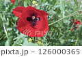 A vibrant red poppy stands out against a backdrop of rich green foliage in a blooming garden during spring. 126000365