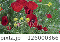 Bright red poppies stand out among yellow wildflowers in a lush green field under clear blue skies during the day. 126000366