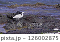 Elegant heron foraging along rocky shoreline at twilight 126002875